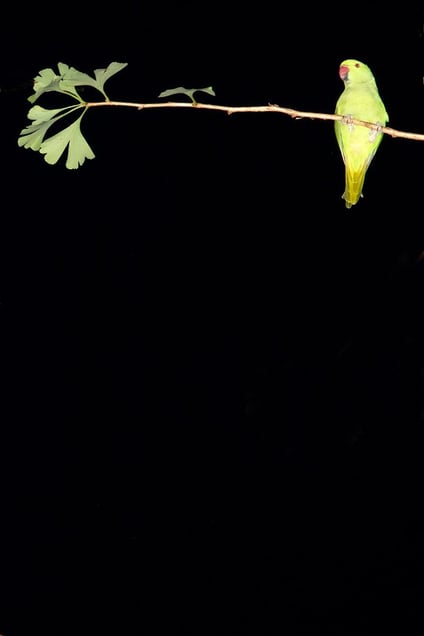 From the photo series "Tokyo Parrots" © Yoshinori Mizutani