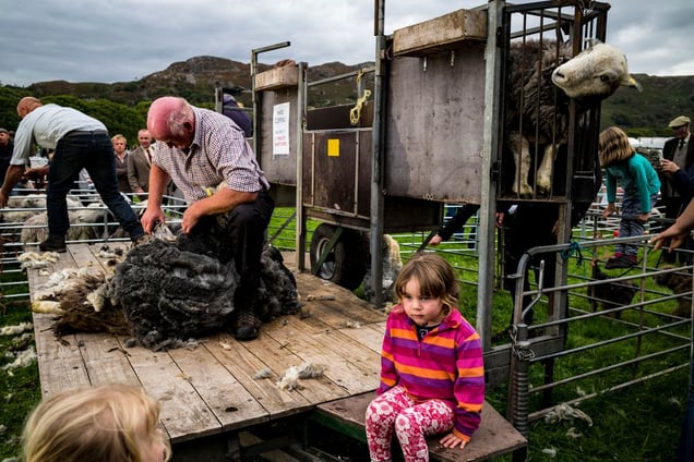 Shearing time.