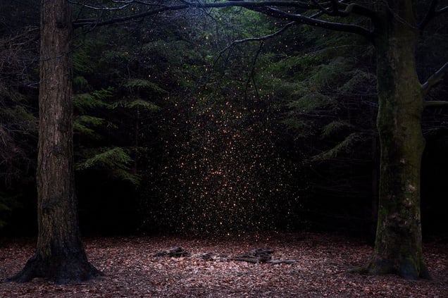 Stars 8. Showing at Crane Kalman Brighton. Courtesy of Photo London.