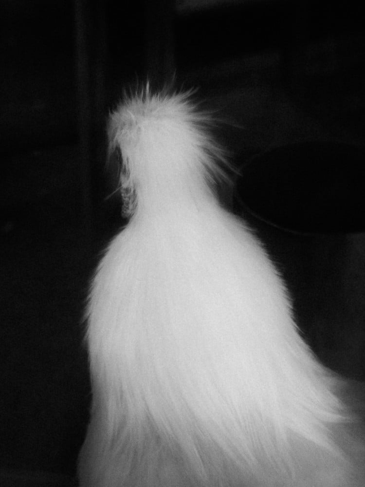 Stepping into Shallow Waters