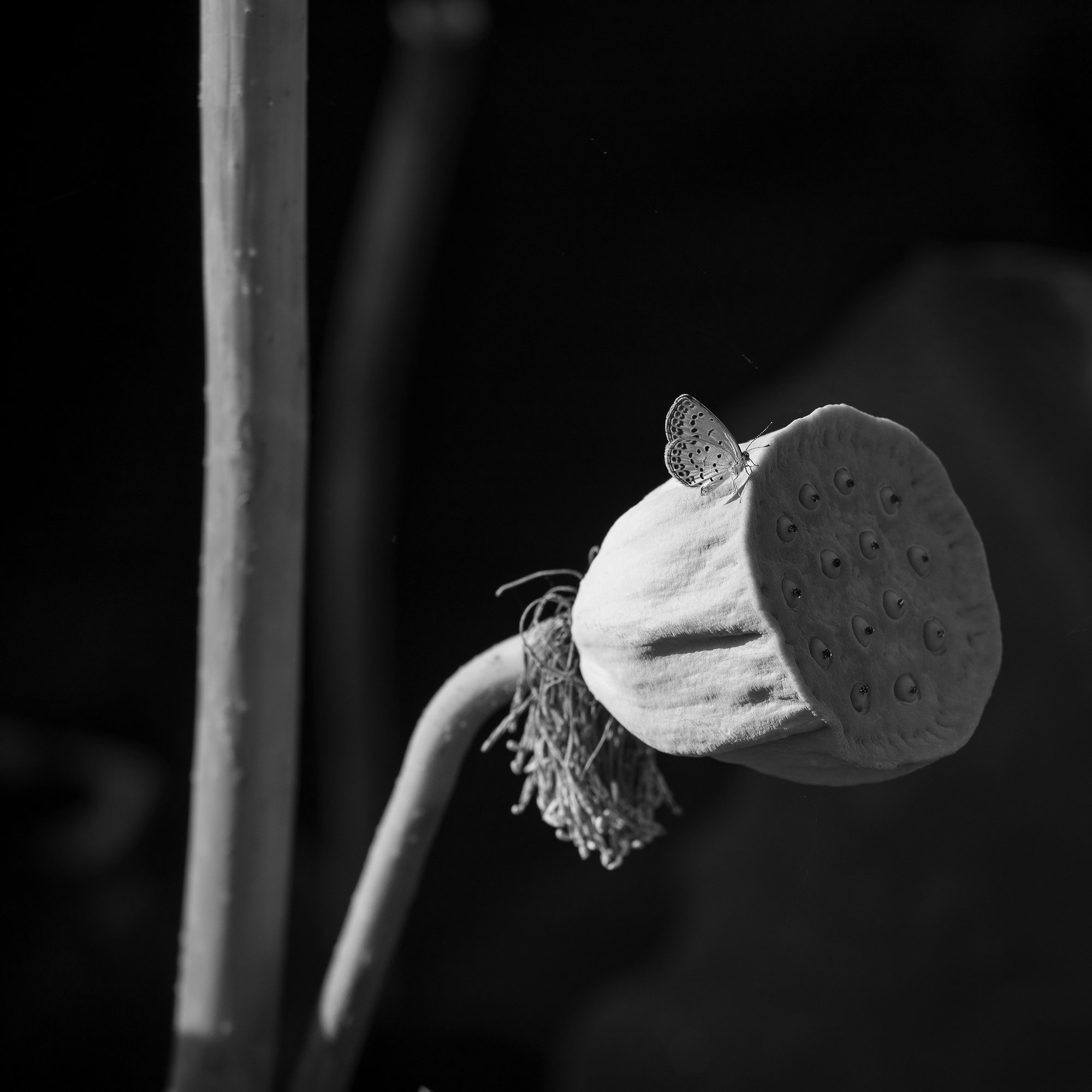 荷之形态