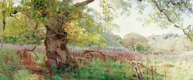 Bell Field Oak. From the exhibition "Landscapes" © Tom Wood