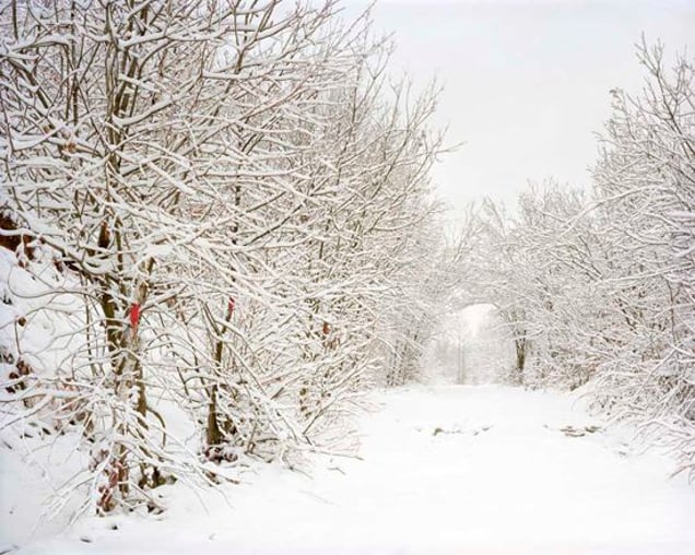 Path leading up to the mass grave site at Crni Vrh. To deter anyone from examining the site, the Serbs seeded the area with landmines. War crimes investigators have cleared the path and grave site so that they can recover the bodies, but the forests are marked as a still active minefield. From "Forensic Traces of War" © Simon Norfolk