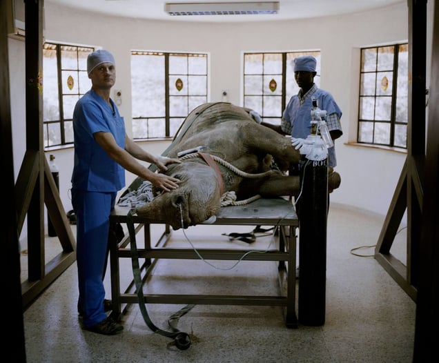 surgery team and sedated black rhino, operating theatre, ol joggi conservancy, northern kenya-from the series 'with butterflies and warriors'-David Chancellor