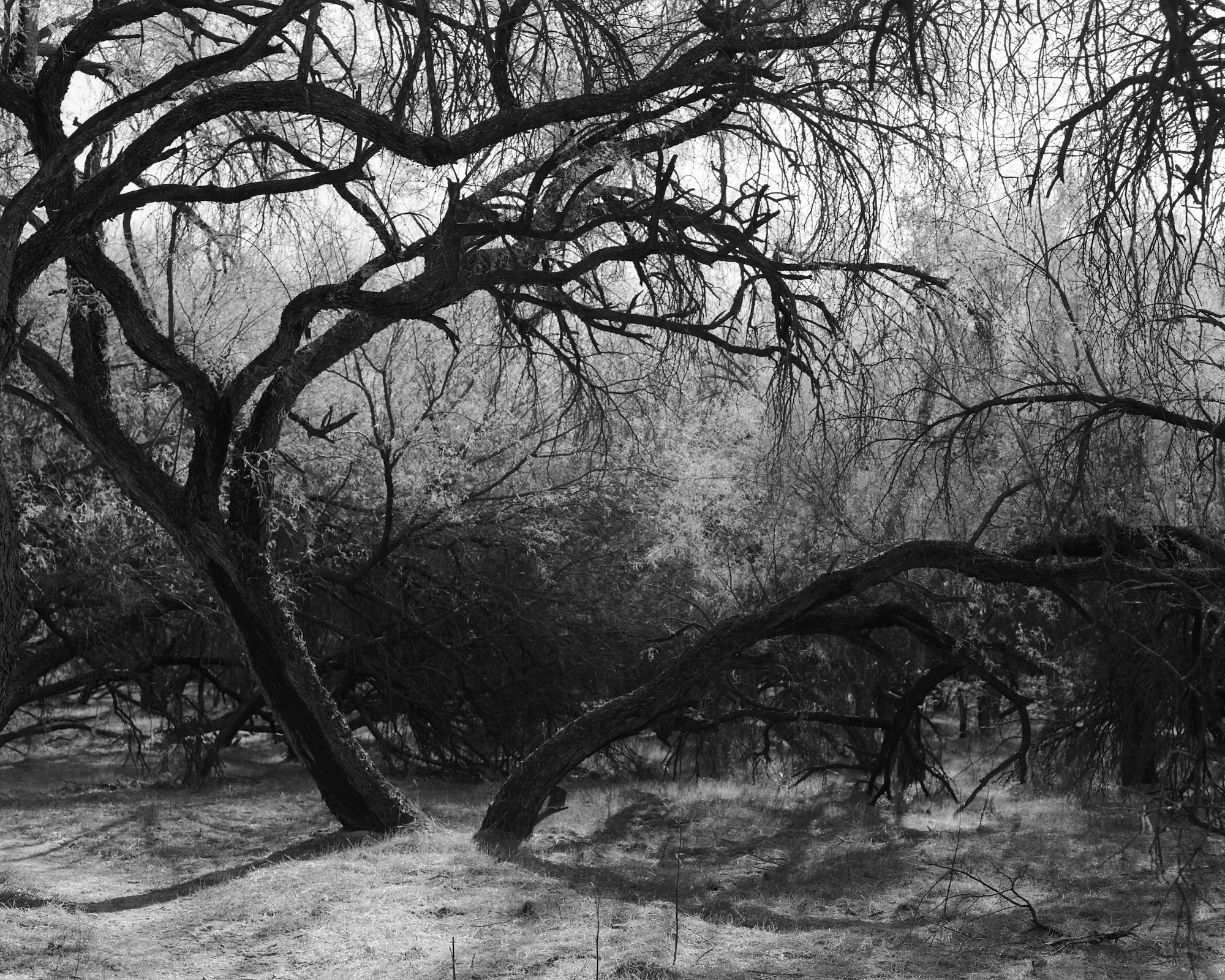 Mesquite Bosque © Andrea Koesters