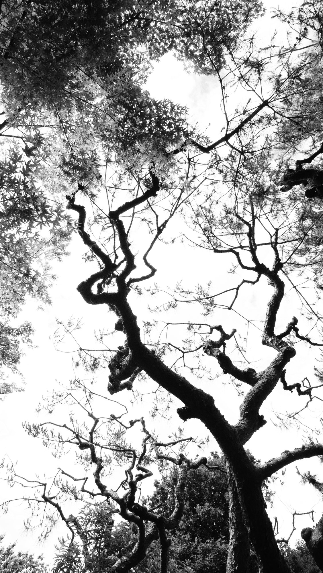 樹影〜一千年の枝　　Ancient Canopy　