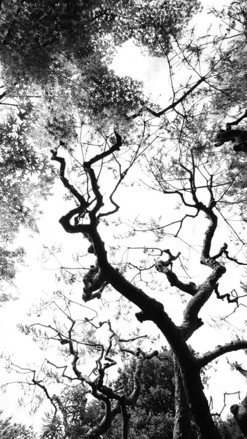 樹影〜一千年の枝　　Ancient Canopy　