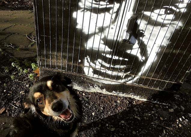 "GOD DOG MAN COMEDY"" or "LE COUP DE CHANCE PHOTOGRAPHIÉ ENVOYÉ DE DIEU" "THE PHOTOGRAPHED GODSEND STROKE OF LUCK" "DER FOTOGRAFIERTE GOTTGESANDTE ZUFÄLLIGE GLÜCKSFALL"