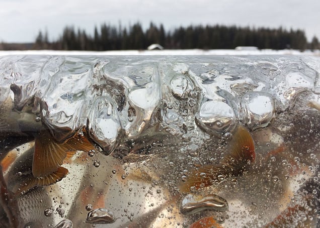Hunting and fishing are important activities in the village. Life in these extreme weather conditions requires constant movement, so people keep busy,