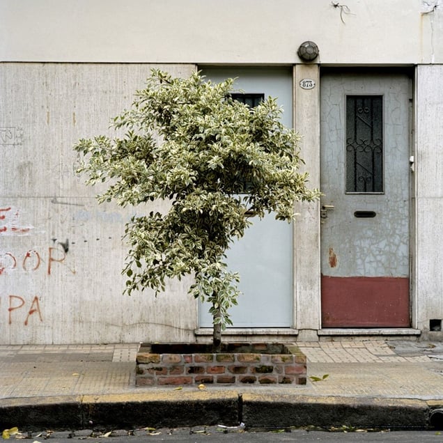 From the series Tree Portraits              © Emma Livingston