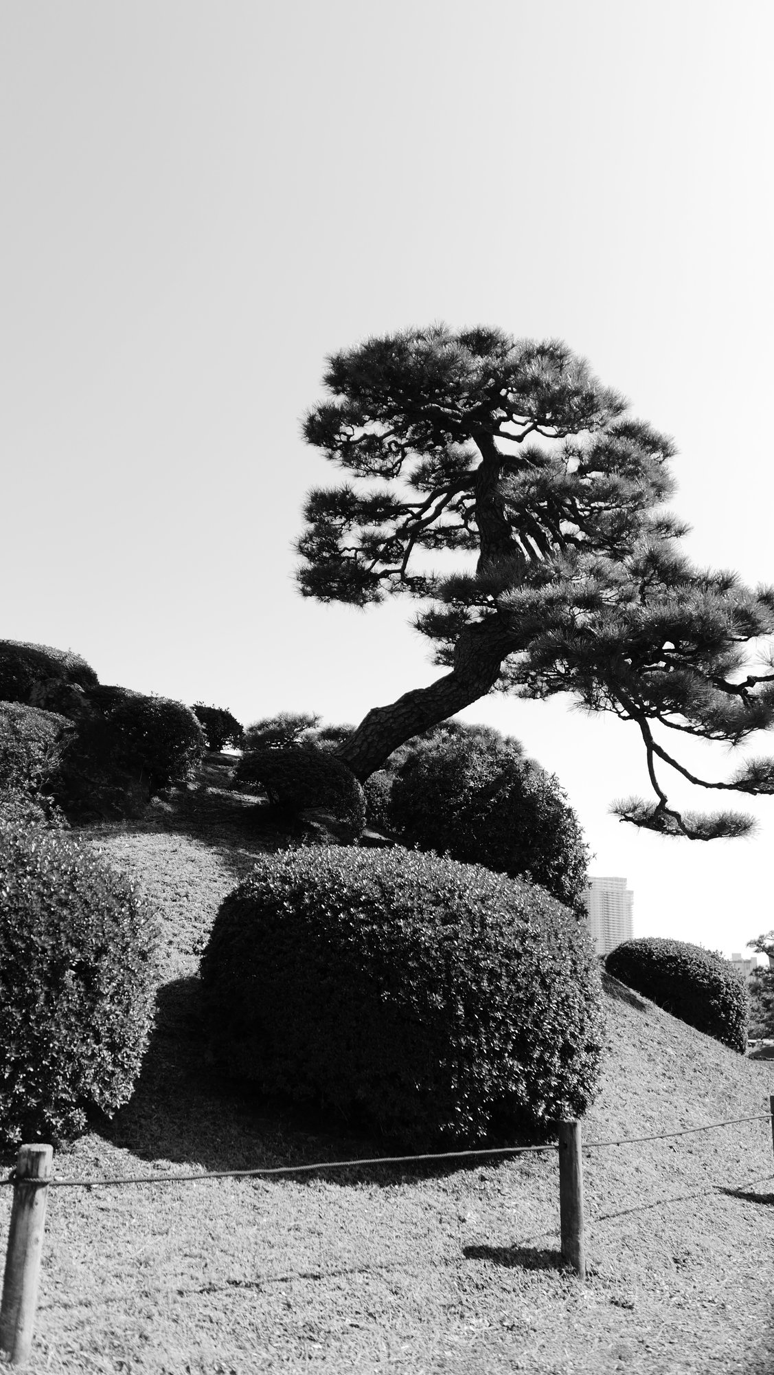 Shadow of the Pine