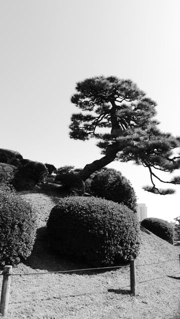 Shadow of the Pine