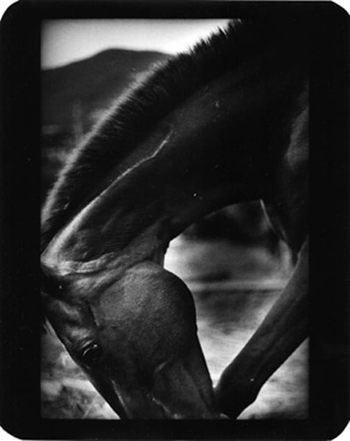 "Untitled" (Horse Head), 2007 © Giacomo Brunelli