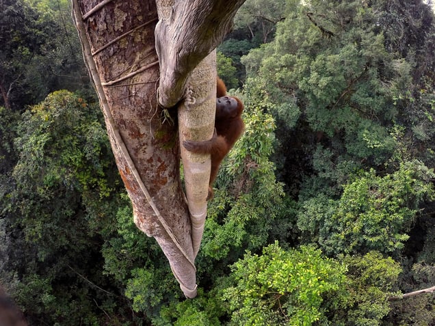 A Bornean orangutan climbs over 30 meters up a tree in the rain forest of Gunung Palung National Park, West Kalimantan, Indonesia, 12 August 2015.