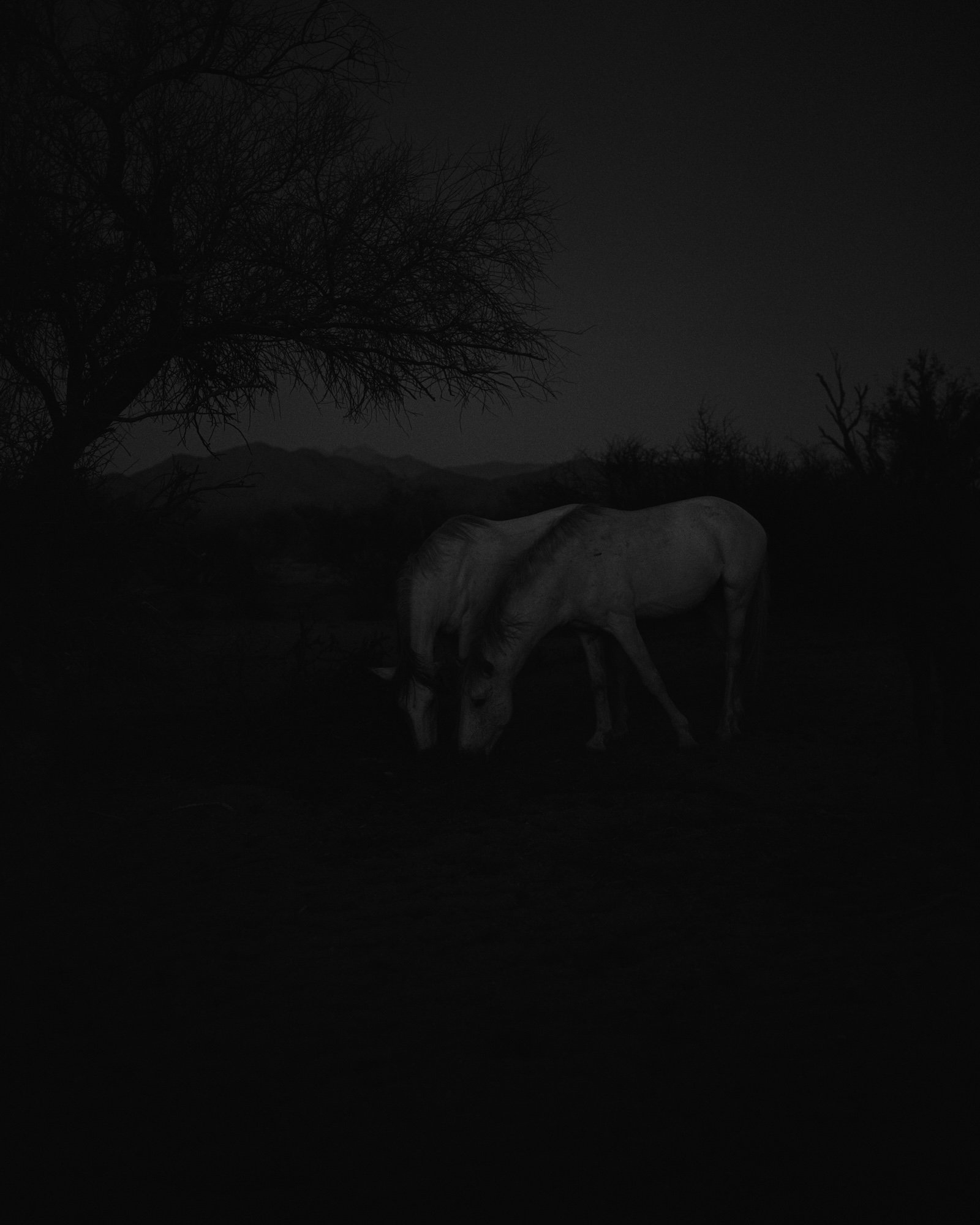 Wild horses in the national forest © Andrea Koesters