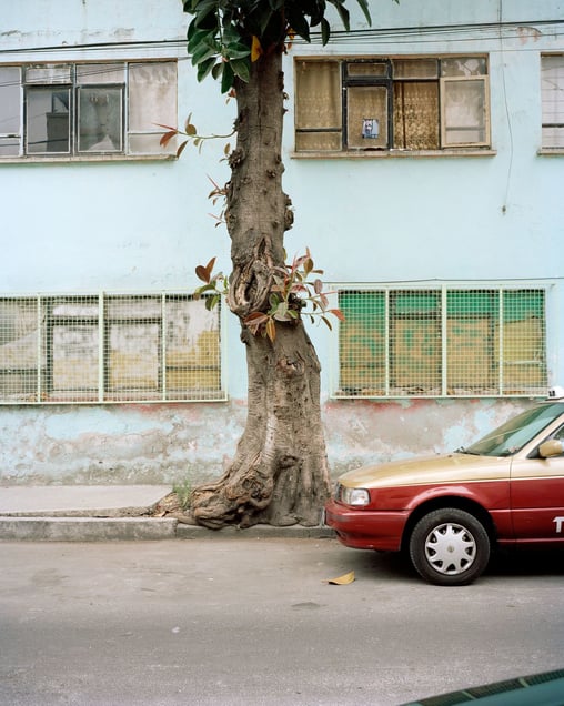 Untitled, from the Mexico Salvaje I series. Courtesy of the artist.