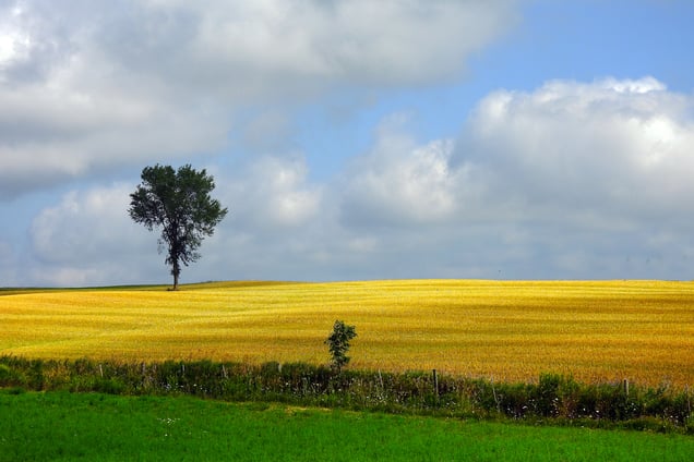 Golden acres of wheat