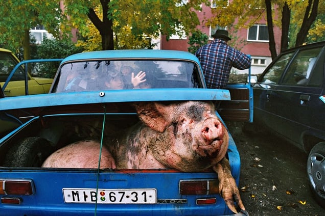 A gypsy family is carrying home a slaughtered pig in their old Russian Lada. Velke Kapusany, 2004. © Andrej Balco
