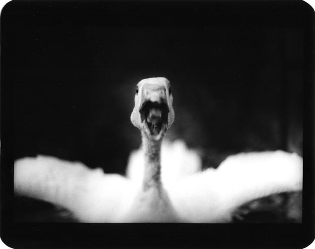"Untitled" (Angry Duck), 2006 © Giacomo Brunelli