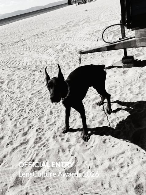 Black Dog